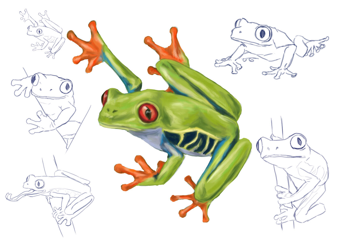 Frog Study
